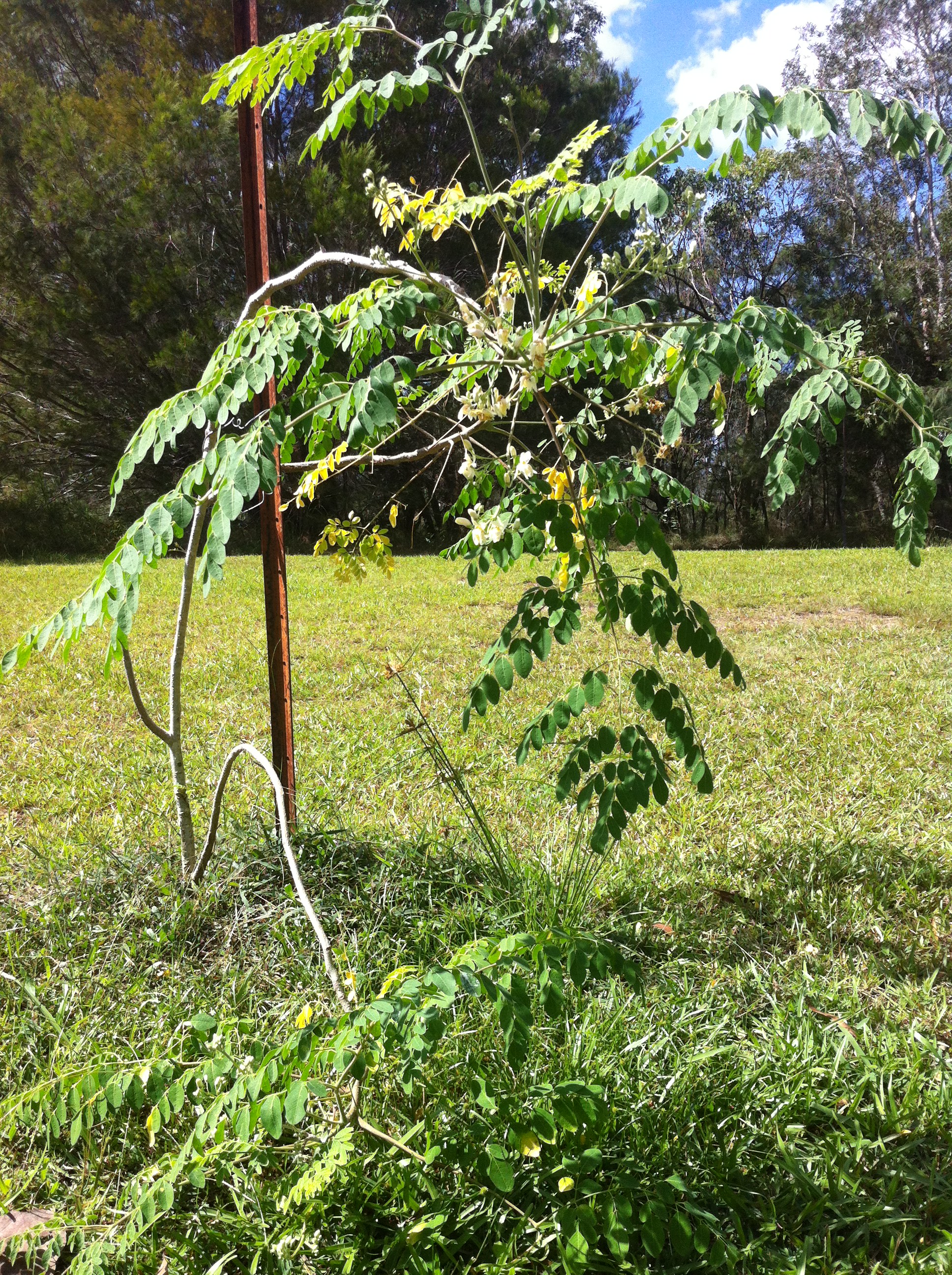 moringa-oleifera-trees-moringatrees
